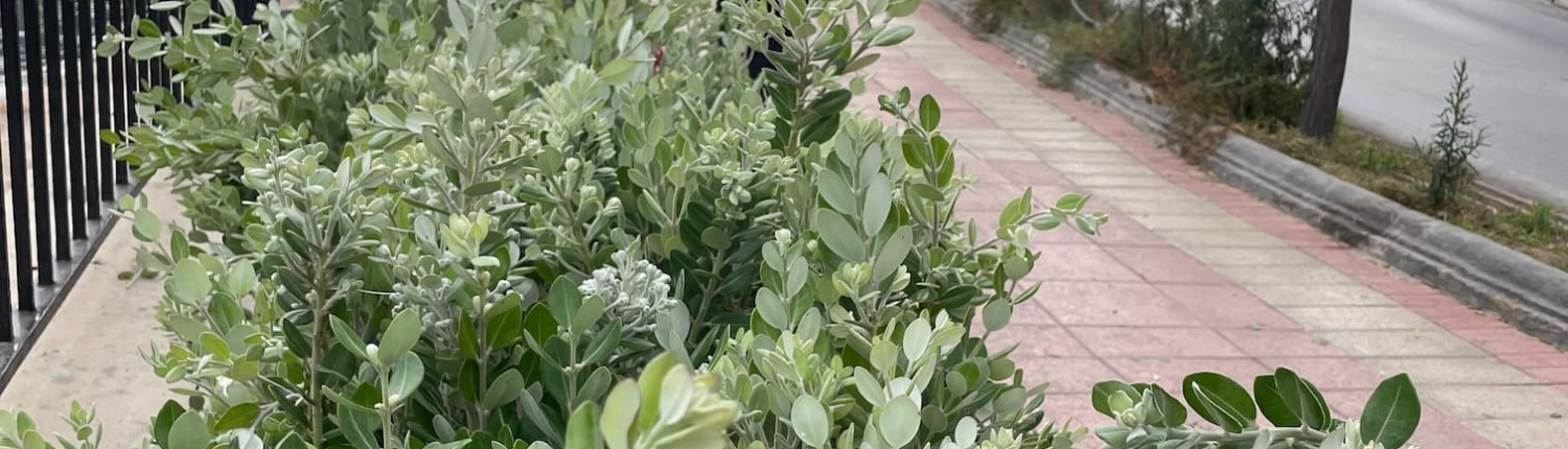 400 evergreen shrubs